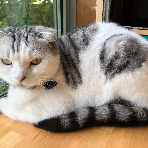 Photos At 猫のいるカフェ ねこぐるま 蟹江町 愛知県 Photos At 猫のいるカフェ ねこぐるま 蟹江町 愛知県