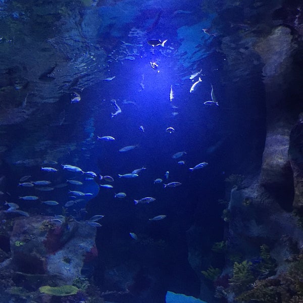 Photo taken at Funtastic Aquarium İzmir by T. G. on 3/7/2020