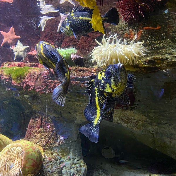Das Foto wurde bei Birch Aquarium von Lillian W. am 4/11/2022 aufgenommen