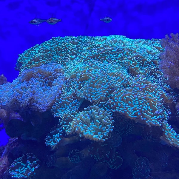 Foto tomada en Birch Aquarium  por Lillian W. el 4/11/2022
