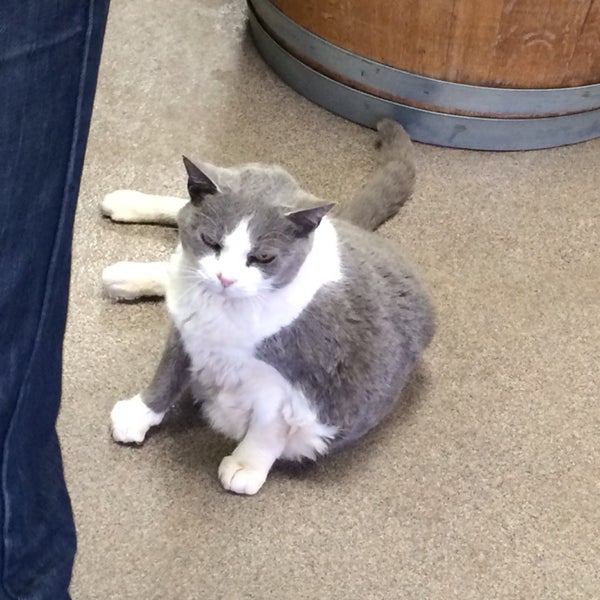 Brittany the cat is absolutely an epic companion for the wine tasting here... Awesome place all around... Try the Zinfandel - it's the only one produced in mass in MD (circa 2015).