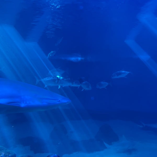 11/28/2021에 Melissa F.님이 Maui Ocean Center, The Hawaiian Aquarium에서 찍은 사진