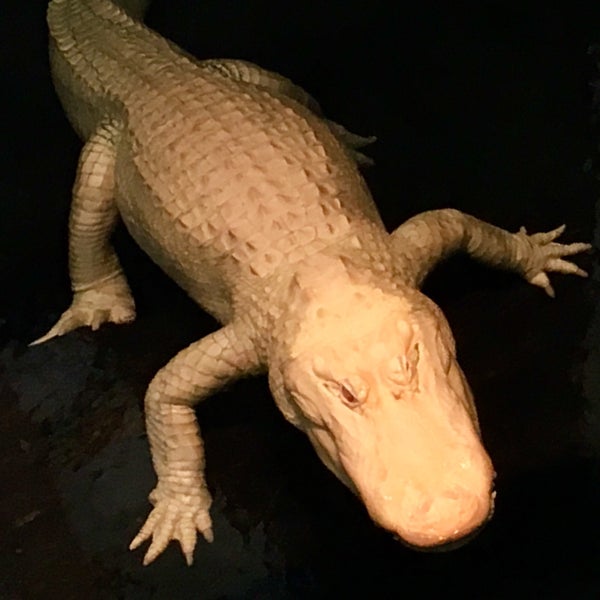 Photo taken at Claude the Albino Alligator by Melissa F. on 4/1/2017