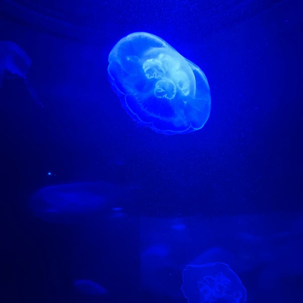 Photo taken at Maui Ocean Center, The Hawaiian Aquarium by Melissa F. on 11/28/2021