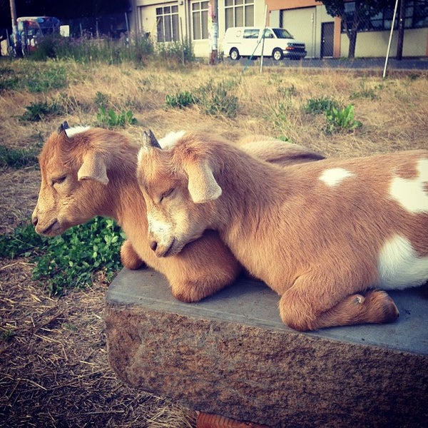 6/27/2013 tarihinde Oliviaziyaretçi tarafından The Belmont Goats'de çekilen fotoğraf