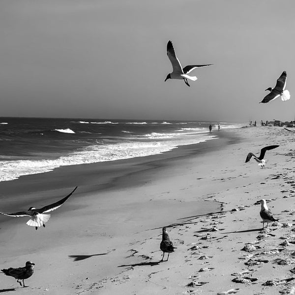 Island Beach State Park