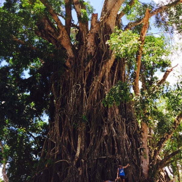 Photo taken at Biggest Balete Tree in Asia by Karlo G. on 5/2/2015