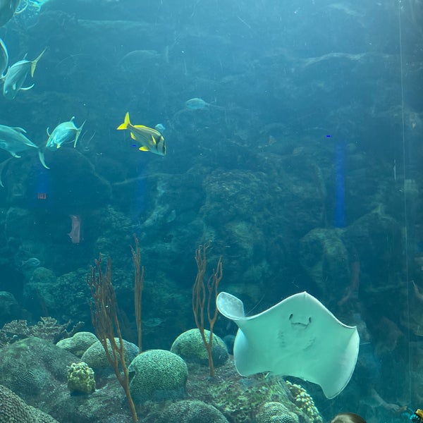 Снимок сделан в The Florida Aquarium пользователем HSN 6/26/2022