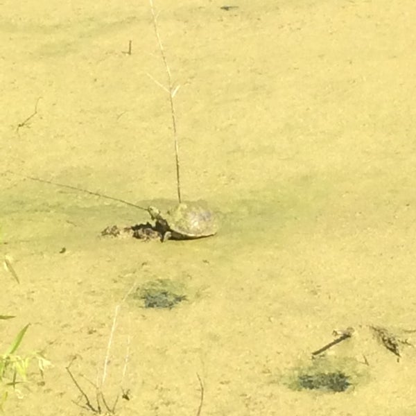 Photos at Ocean Hammock Park Walkway Hiking Trail in St Augustine