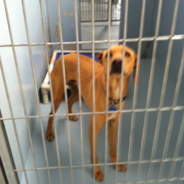 Butte Humane Society - Dog Adoption Center - Animal Shelter