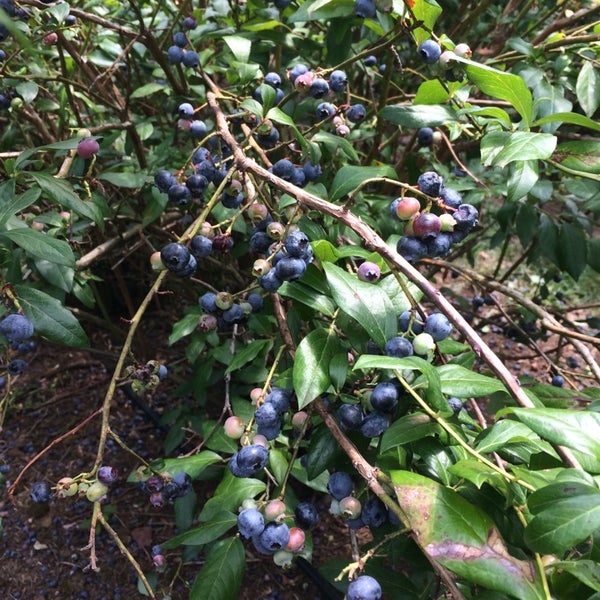 UPick Blueberries Farm in Franklin