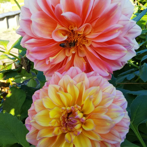 Photos At 佐曽利園芸組合 宝塚市 兵庫県