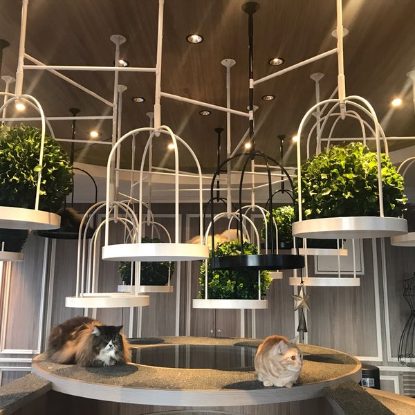 Photos At 猫カフェ Mocha Pet Cafe In 渋谷区