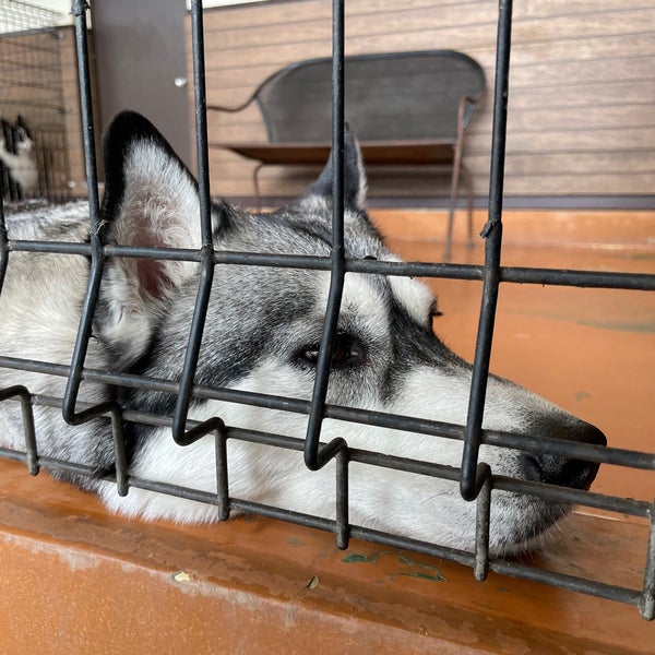 世界の名犬牧場 前橋市 富士見町石井2252 1