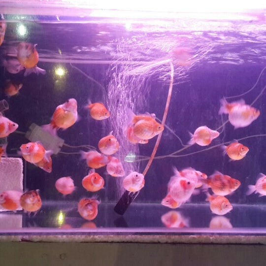 Pasar Ikan Hias Depok