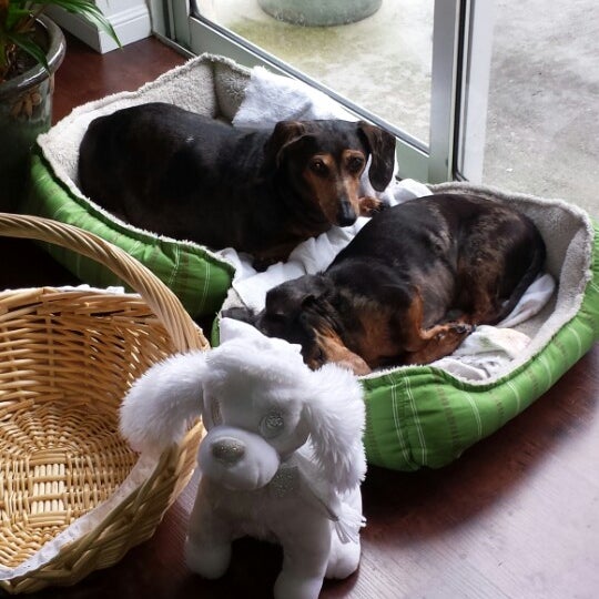 vca pines west animal hospital