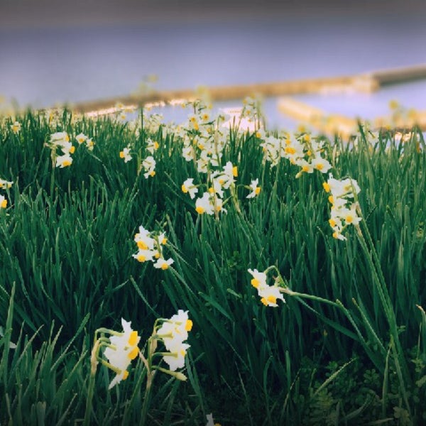 Photos At 日本水仙花開道 双海町串甲