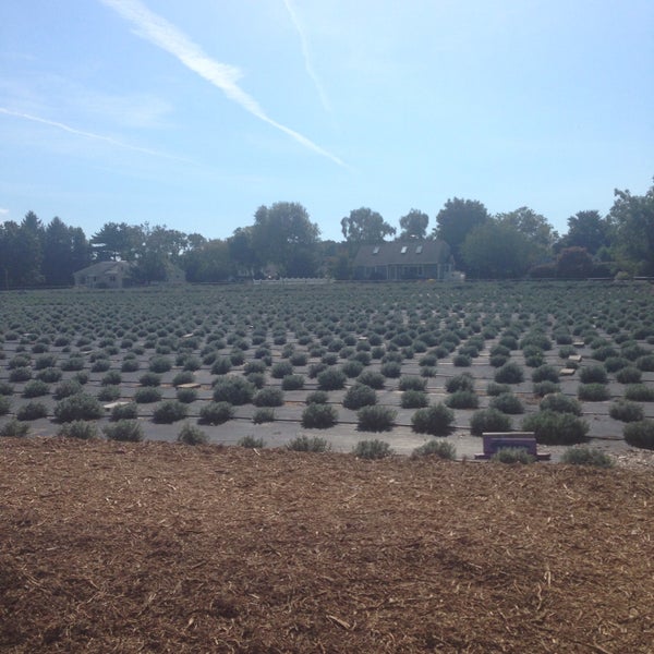 Photo taken at Lavender By the Bay - New York&#39;s Premier Lavender Farm by Just Jax on 9/19/2015