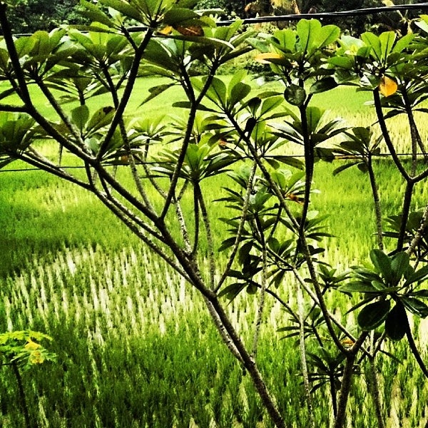 TERMINAL MANDALA - Rangkasbitung, Banten