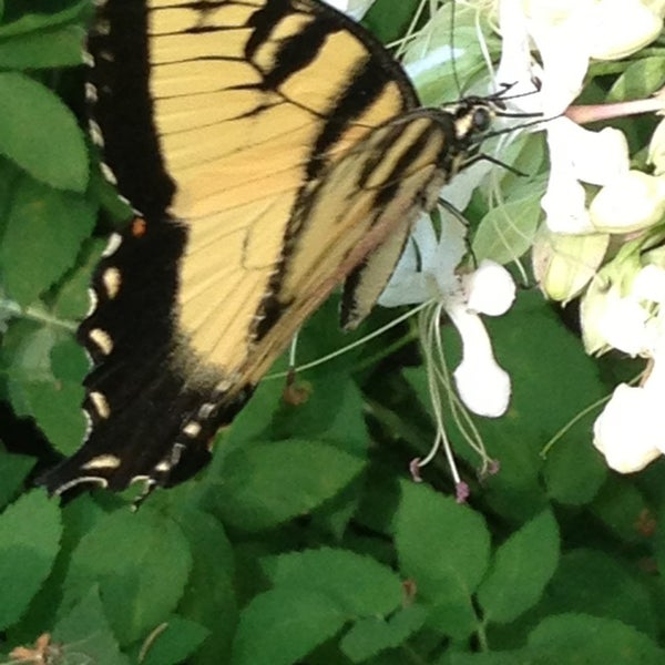 Photo taken at Caramoor Center for Music and the Arts by Marc G. on 7/21/2013