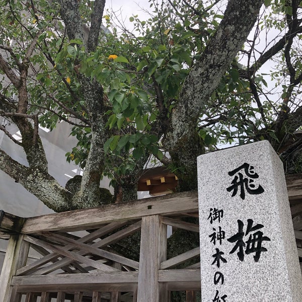 紅和魂梅 飛梅伝説伝承の御神木 Kyoto 京都府 Da Fotograflar