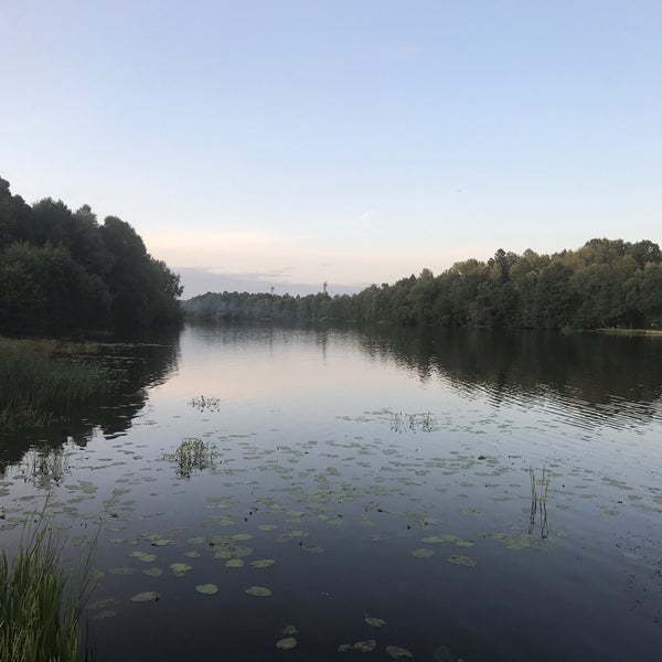 Леса ногинского района. Яхонтовый лес ногинск. Ногинск лес. Ногинск лесная. Участок с лесным массивом.