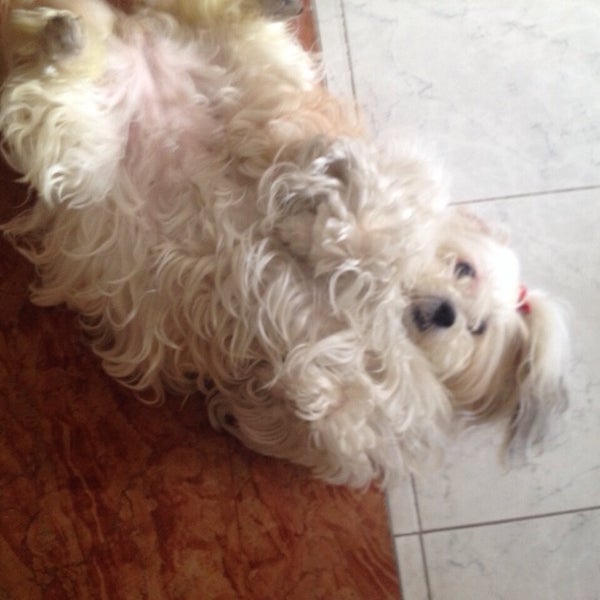 Global Pet Foods Liberty Village 1 tip