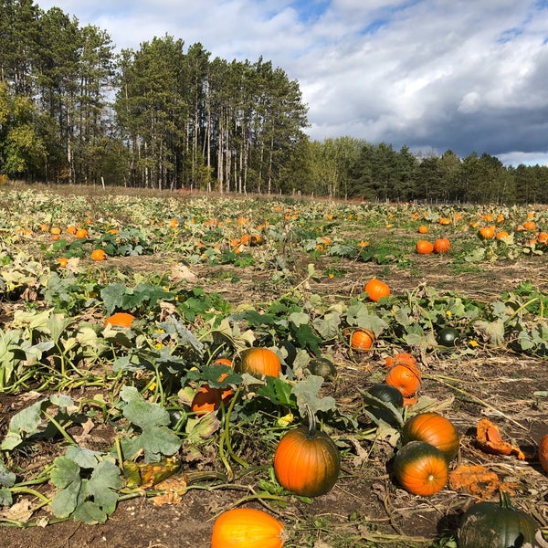 Cooper's Farm and Corn Maze Uxbridge, ON