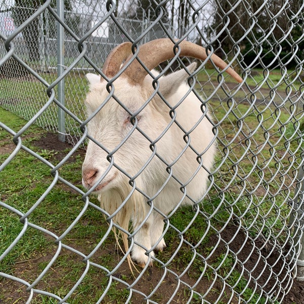 Foto scattata a The Belmont Goats da Francis S. il 1/20/2019