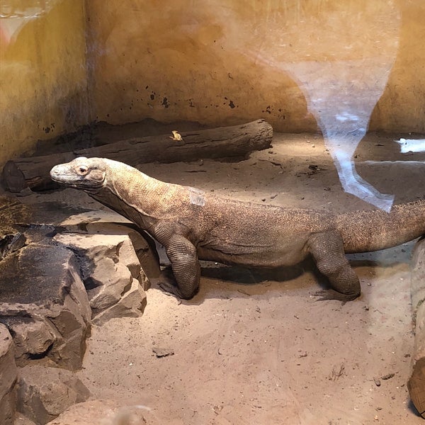 Jacksonville Zoo Komodo Dragon Northside Jacksonville, FL