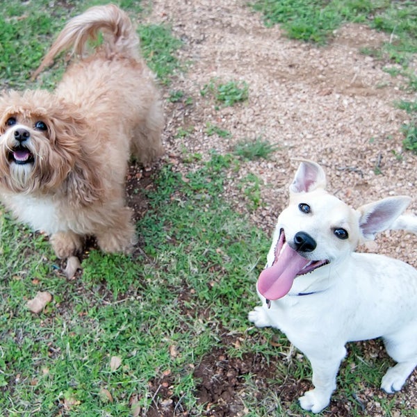Das Foto wurde bei Dog House Drinkery Dog Park von AustinPixels am 4/8/2013 aufgenommen
