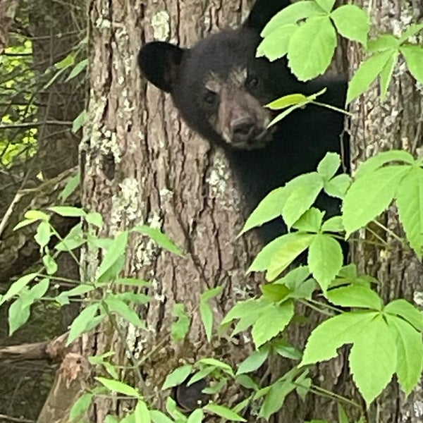 Cades Cove Jeep Outpost Townsend, TN