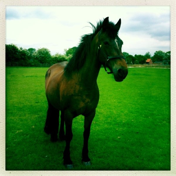 Bransby Home Of Rest For Horses Lincoln, Lincolnshire