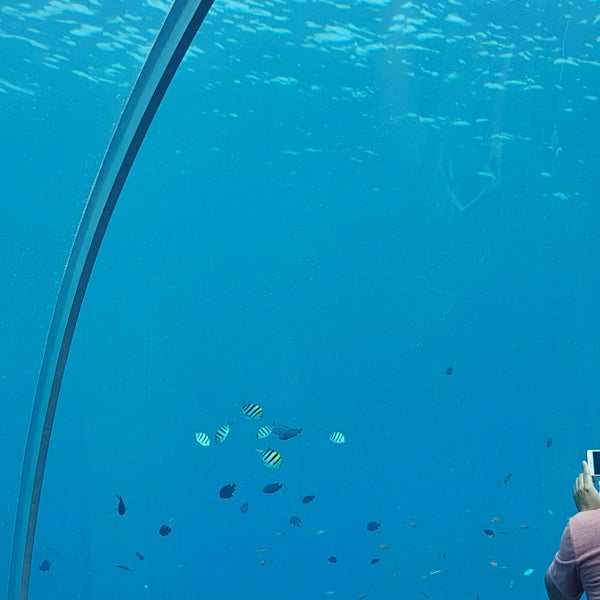 Ресторан 5 8 Undersea Restaurant