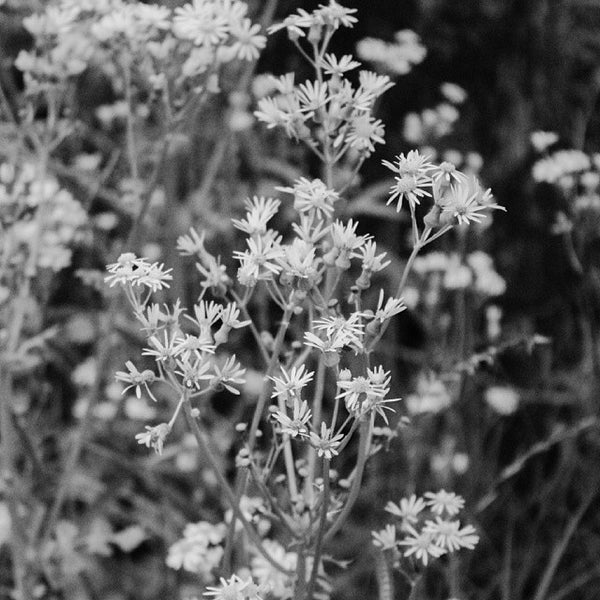 Millry, Alabama Millry, AL