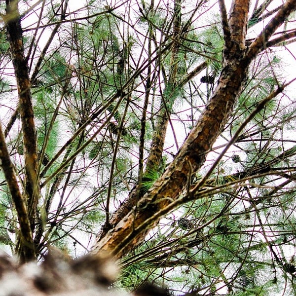 Millry, Alabama Millry, AL