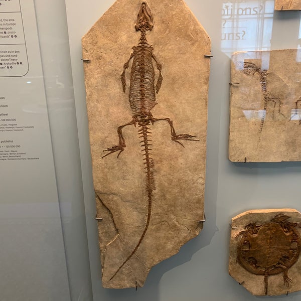 Foto scattata a Museum voor Natuurwetenschappen / Muséum des Sciences naturelles da Ivan P. il 10/27/2019