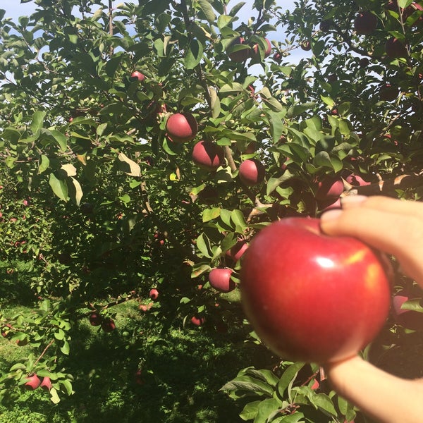 10/11/2015 tarihinde Lisa L.ziyaretçi tarafından Applecrest Farm Orchards'de çekilen fotoğraf