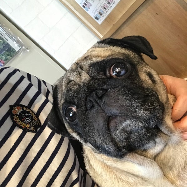 Photos At Living Room Pug Cafe Pet Cafe In Nishikyo Ku Kyoto Photos At Living Room Pug Cafe Pet Cafe In Nishikyo Ku Kyoto