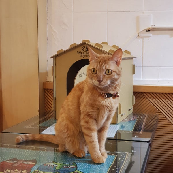 Photos At 小貓花園 Cafe In 士林區