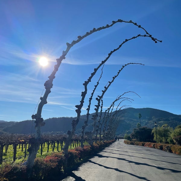 1/1/2022 tarihinde Munny K.ziyaretçi tarafından Peju Province Winery'de çekilen fotoğraf