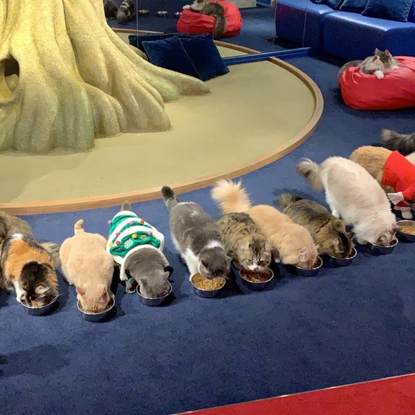 Photos At Choosy Cat Cafe Pet Cafe In Shibuya