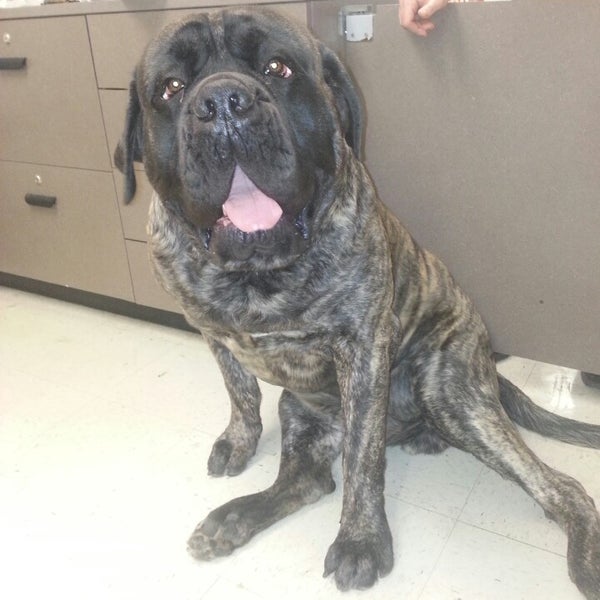 Petco Pet Supplies Store in Boardman