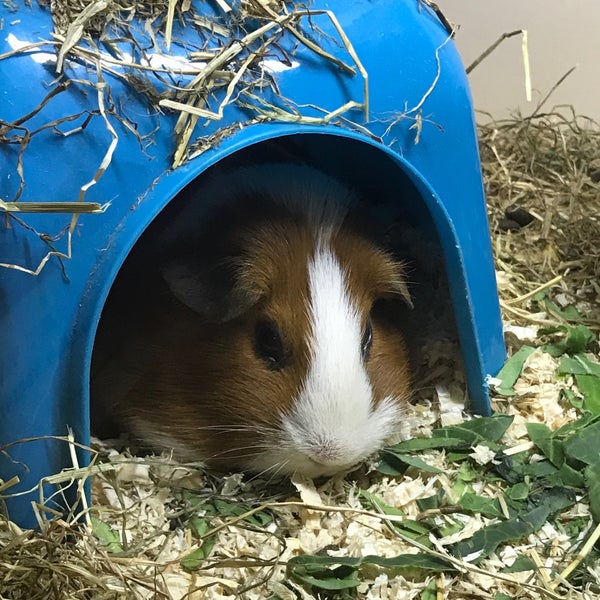 Pets at Home 7 tips from 161 visitors