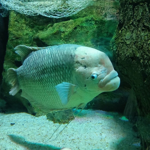 Foto scattata a Antalya Aquarium da Ayşe Ş. il 12/19/2022