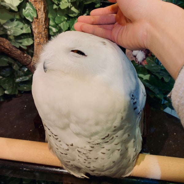 京都のフクロウの森 3 Tips