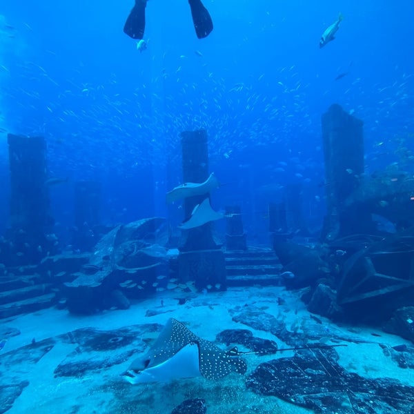 รูปภาพถ่ายที่ The Lost Chambers Aquarium โดย Carmen S. เมื่อ 10/8/2023