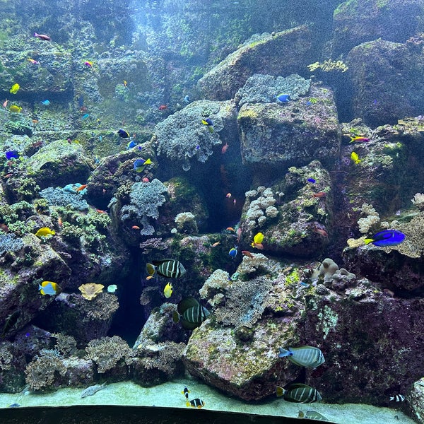 Photo taken at The Lost Chambers Aquarium by Carmen S. on 10/8/2023