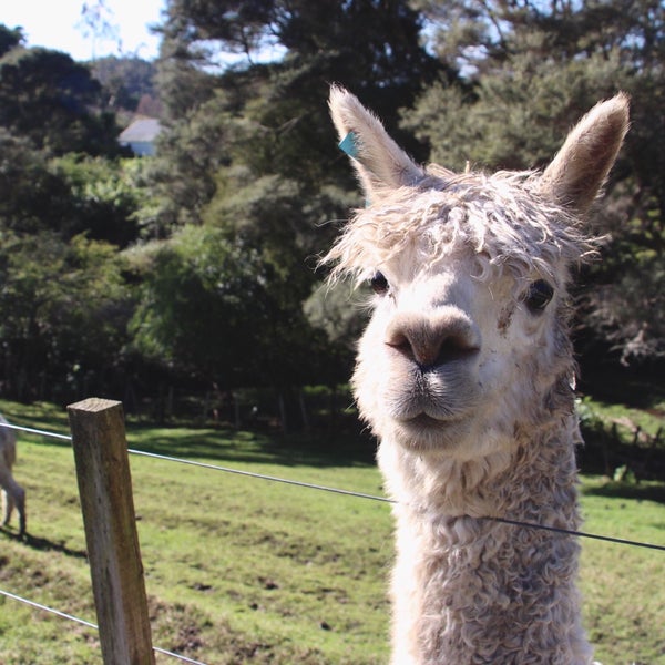 Kiwi Valley Farm Park - 4 tips from 112 visitors