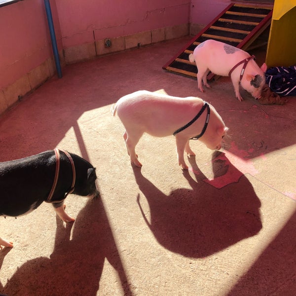 Photos At 東京ドイツ村 こども動物園 袖ヶ浦市 袖ケ浦市 千葉県 Photos At 東京ドイツ村 こども動物園 袖ヶ浦市 袖ケ浦市 千葉県